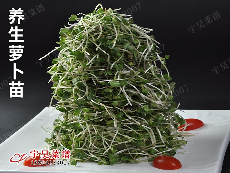 養生蘿卜苗